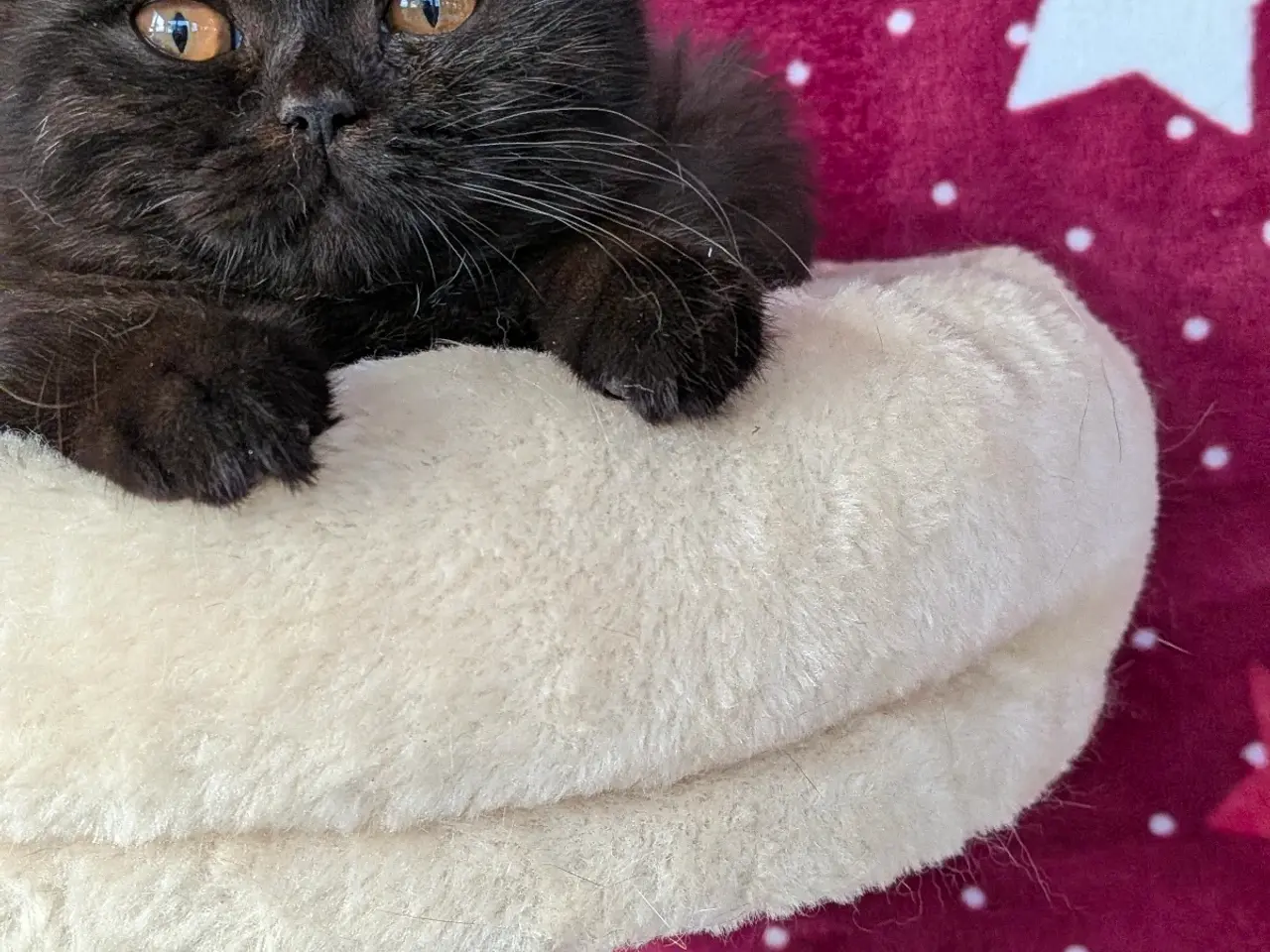 Billede 1 - British shorthair pige