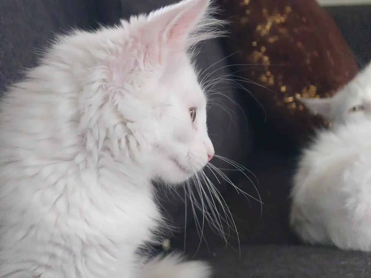 Billede 7 - Smukke Maine coon far med tavle