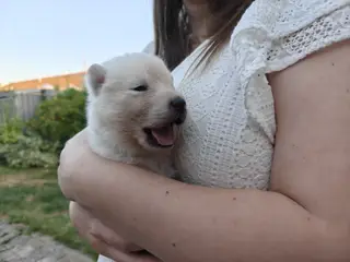 Siberian husky og samojede hvalpe sælges - 3