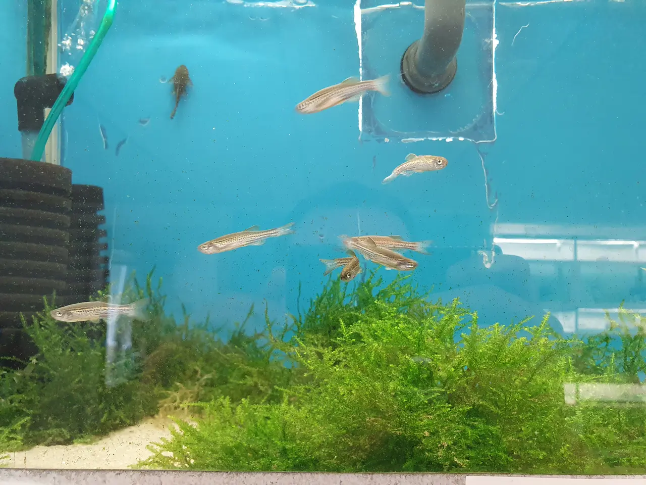 Billede 3 - ⚡🐟 DANIO TIL SALG 🐟⚡