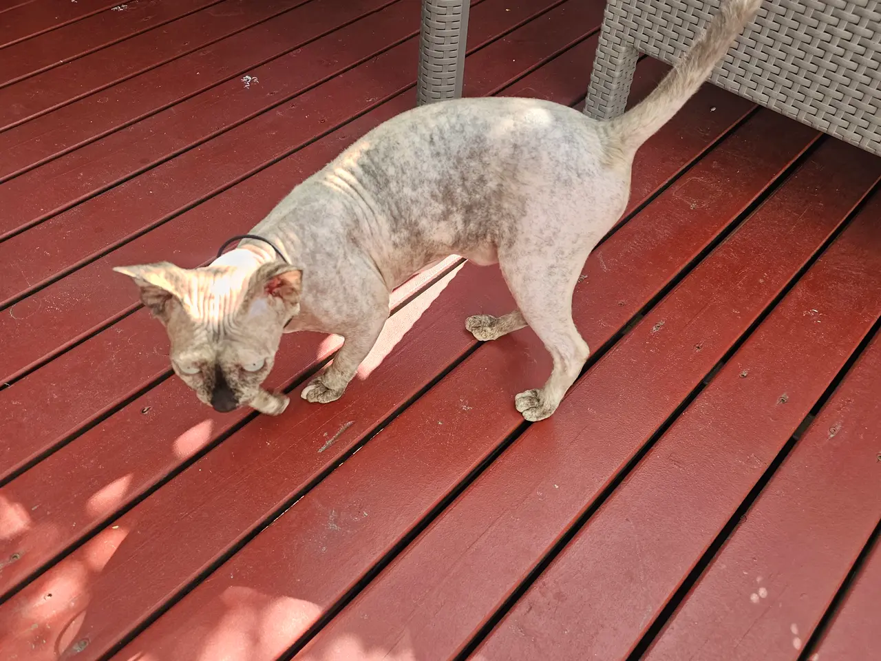 Billede 1 - Sphynx uden stamstavle