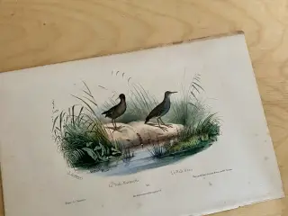 Antik Håndkoloreret planche. Fuglelitografi