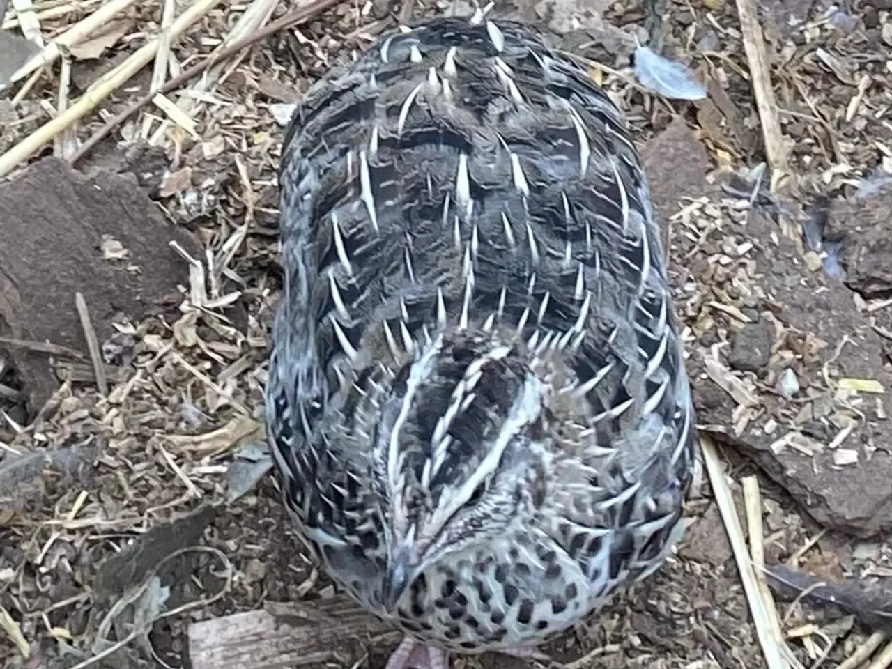 Billede 14 - Japanske vagtler
