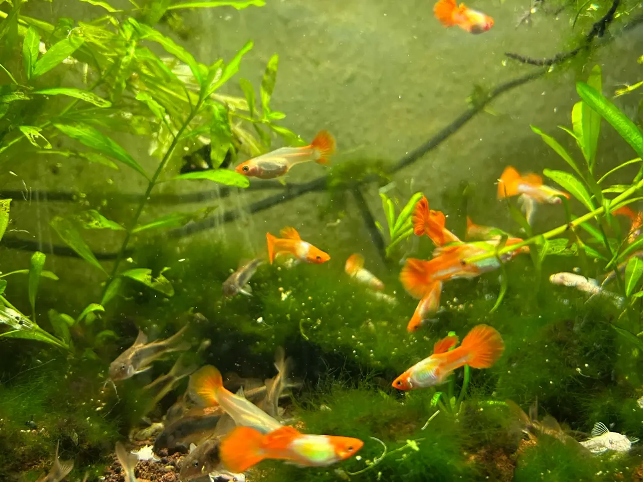Billede 17 - 🐠❤️ Rednose Koi Guppy Par | Hvid Krop & Rød Hale