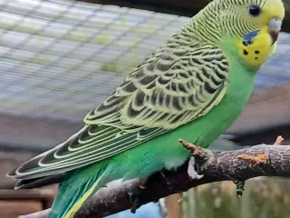 Undulatunger