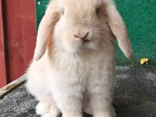 Minilop hununge