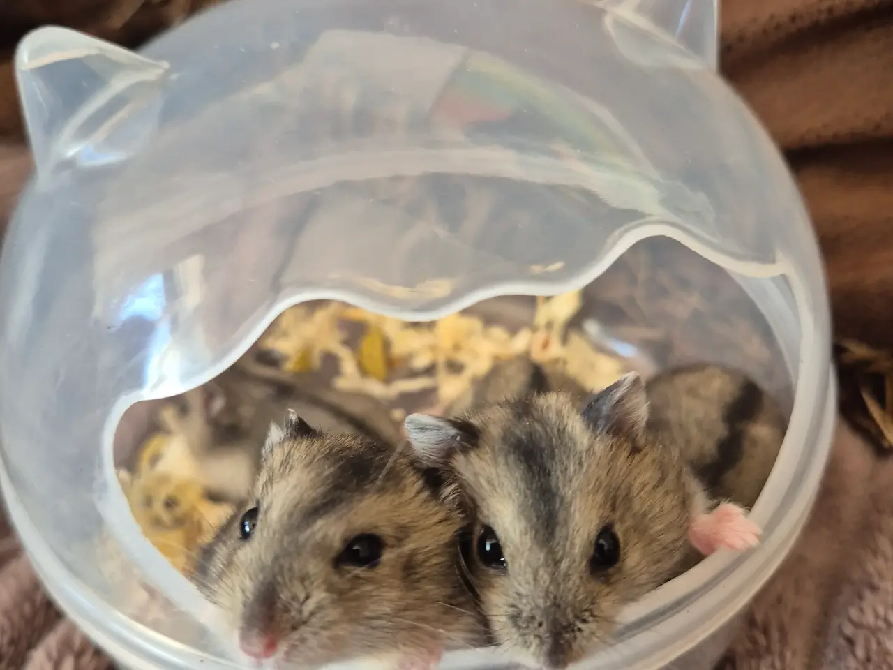 Billede 5 - Dværgehamster