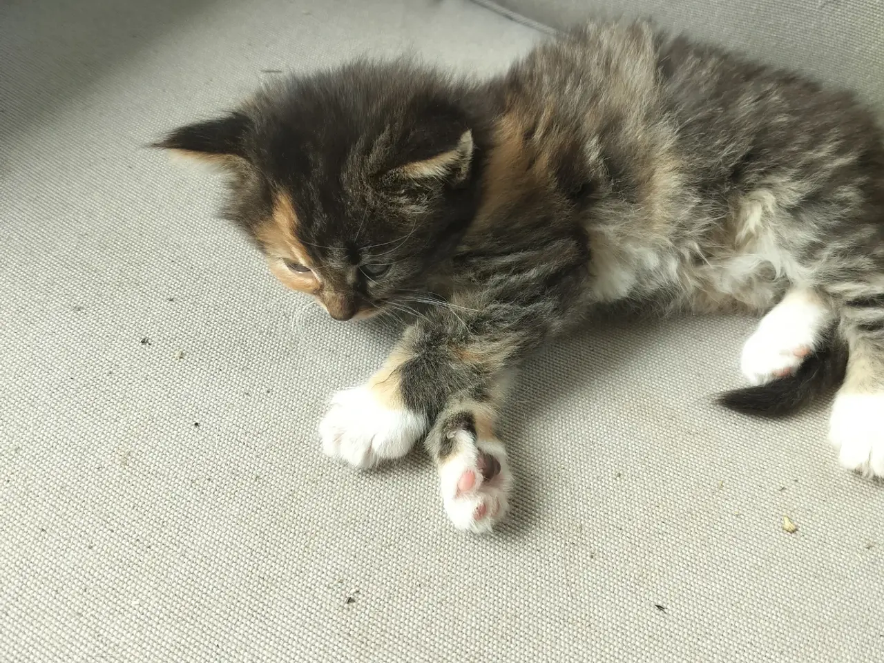 Billede 2 - Main Coon Killing