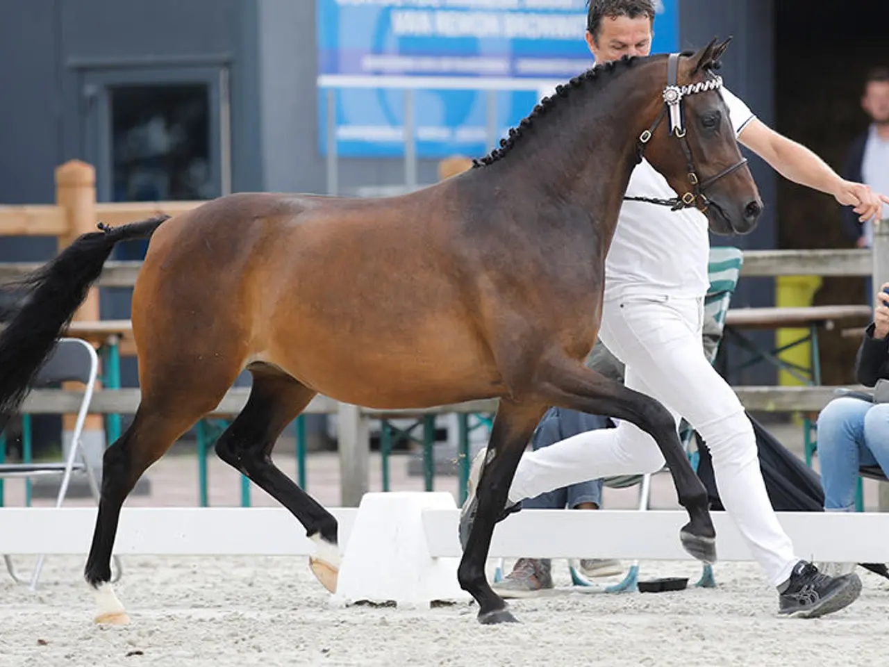 Billede 3 - Smuk welsh C hoppe
