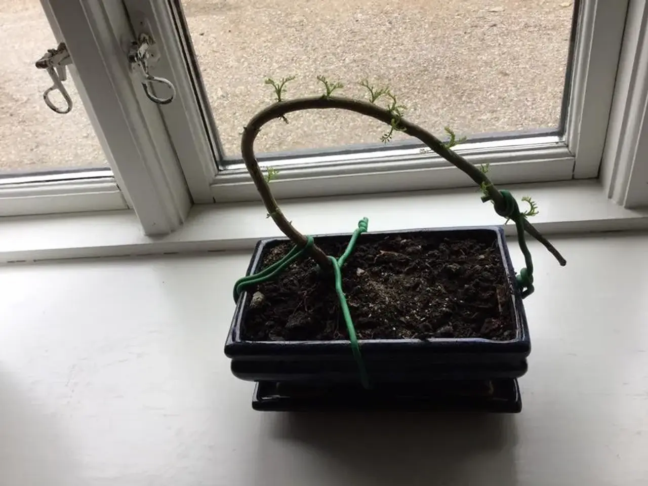 Billede 12 - 60+ Blue Jacaranda frø inkl. levering. Luftfrisker