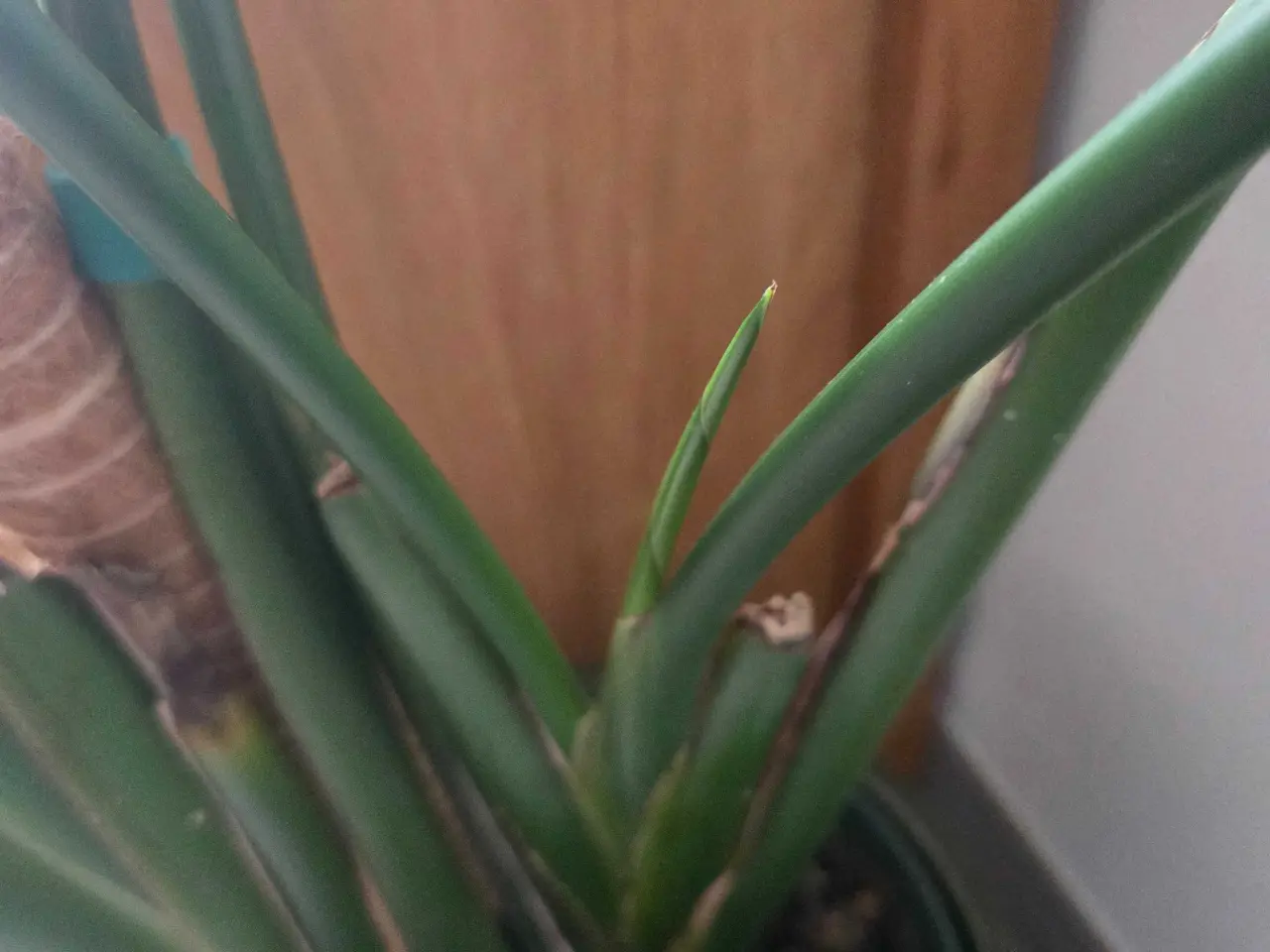 Billede 3 - Paradisfugl plante 150 cm. (Strelitzia 'Nicolai')