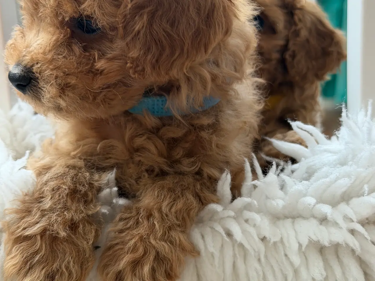 Billede 3 -  Søde Mini Maltipoo hvalpe til salg