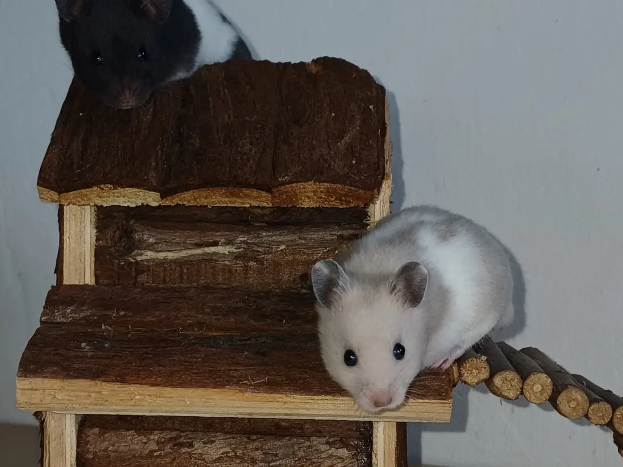 Billede 10 - Guldhamster unger