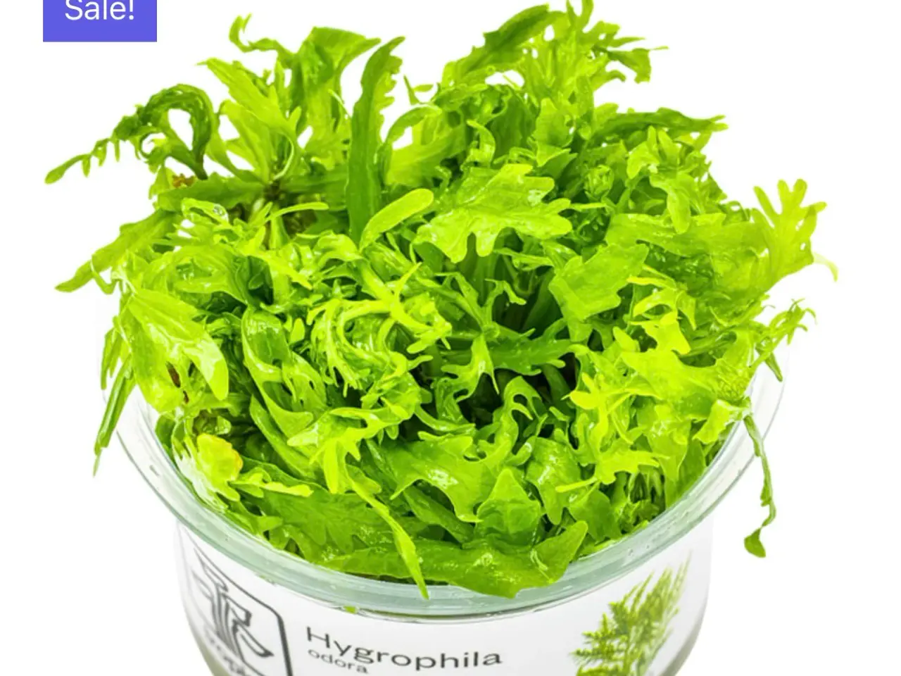 Billede 2 - 1.2 grow akvarieplante uden snegle