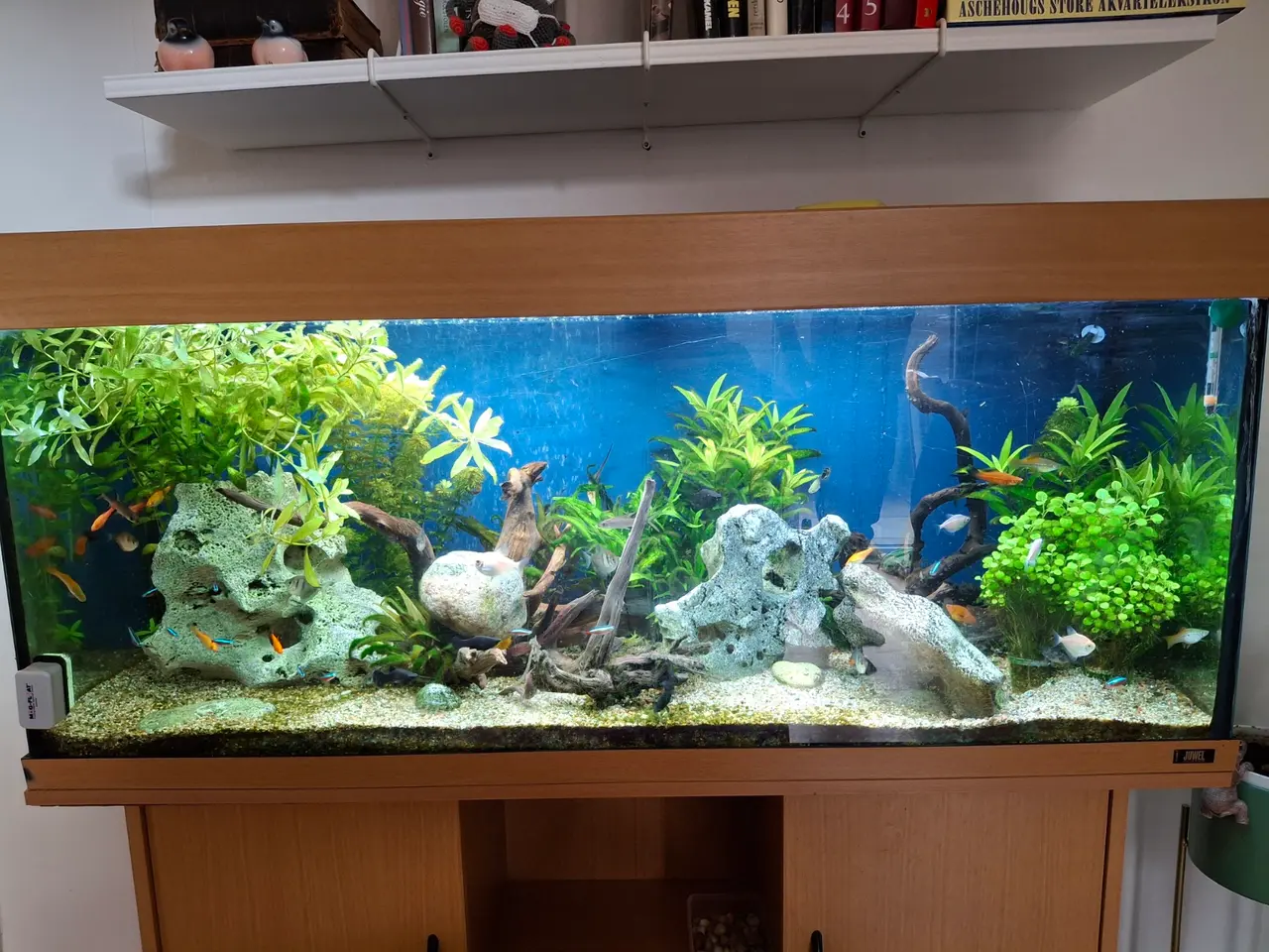 Billede 2 - 240 l Juveler akvarie med alt tilbehør.