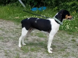 Dansk/Svensk Gårdhund til parring