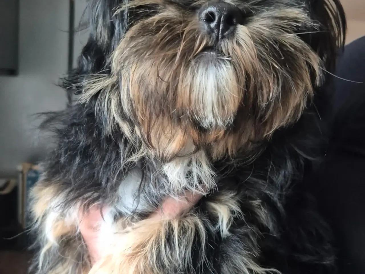Billede 5 - Shih Tzu/ bichon havanais