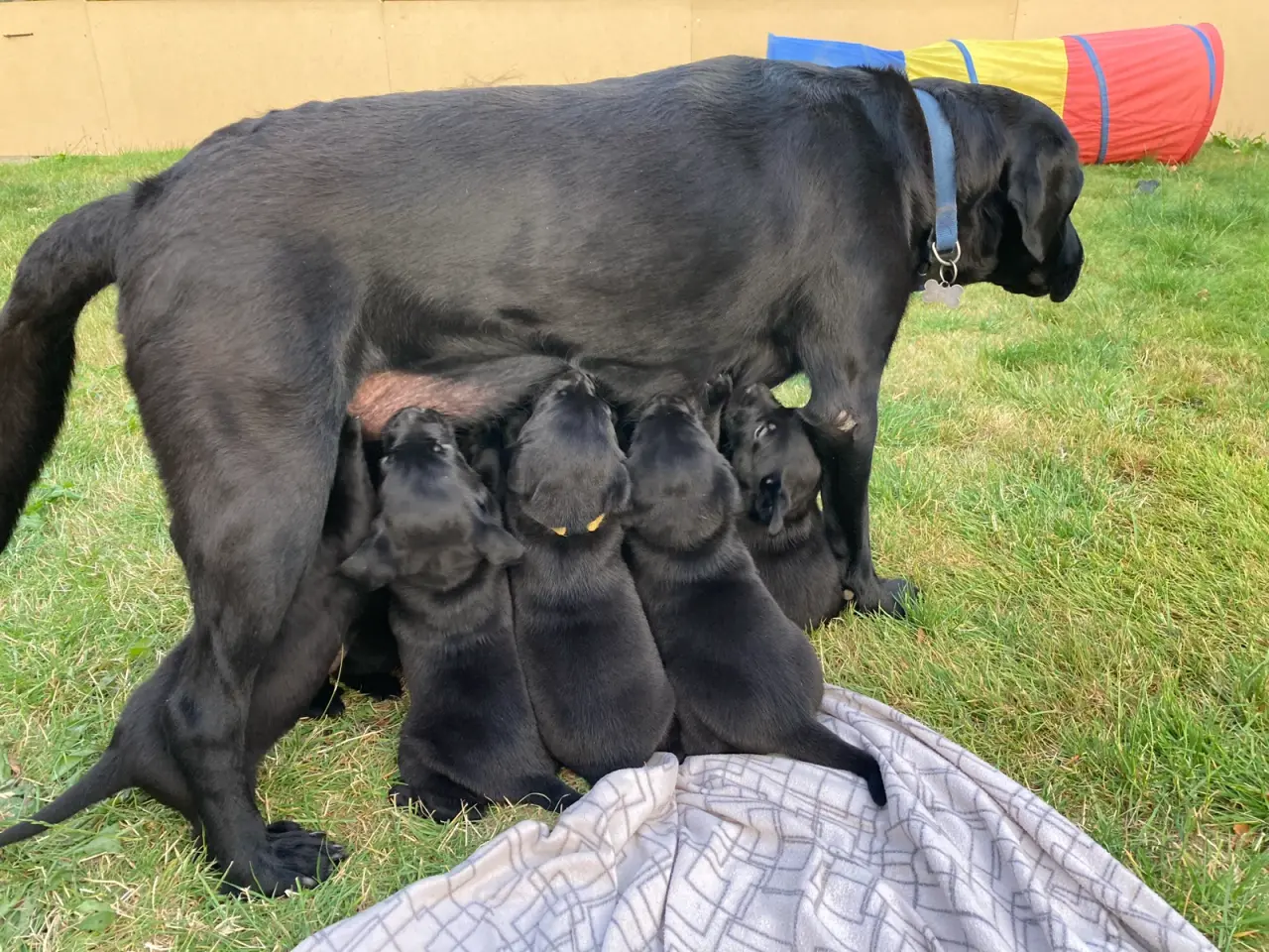 Billede 3 - Super søde labradorhvalpe.