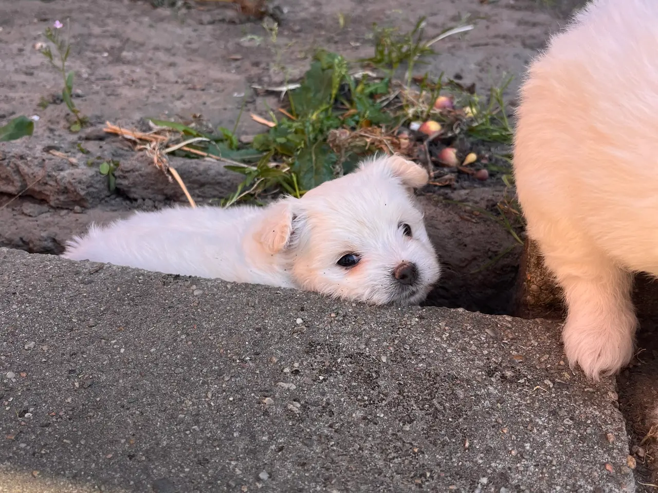 Billede 6 - 🐶 Små kælende Malitpoom 🐶 