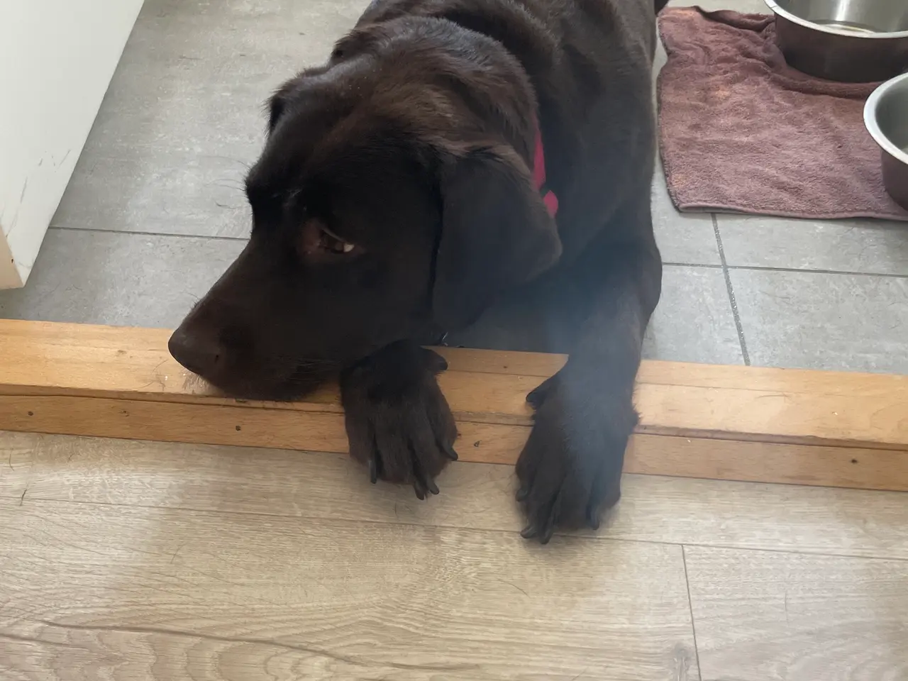 Billede 12 - Labrador/golden retriever hvalpe til salg