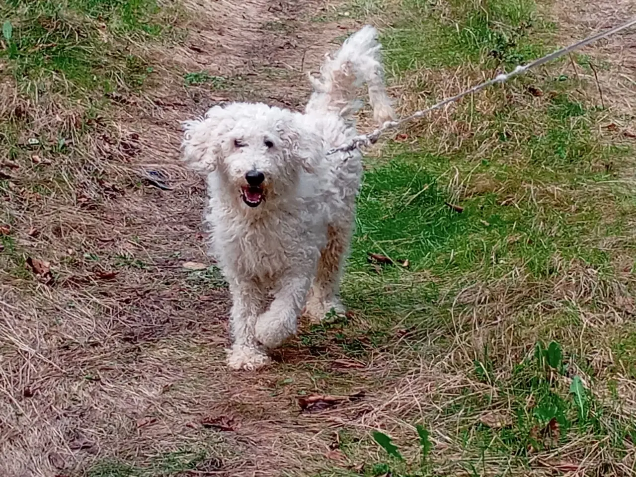 Billede 2 - Cashmir din nye Konge puddel