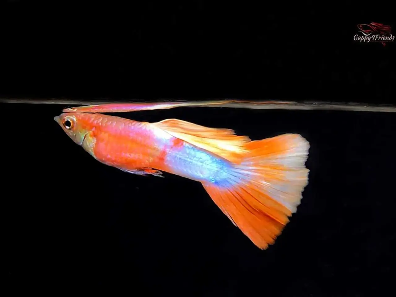 Billede 1 - American Pink White Guppy ren stammet