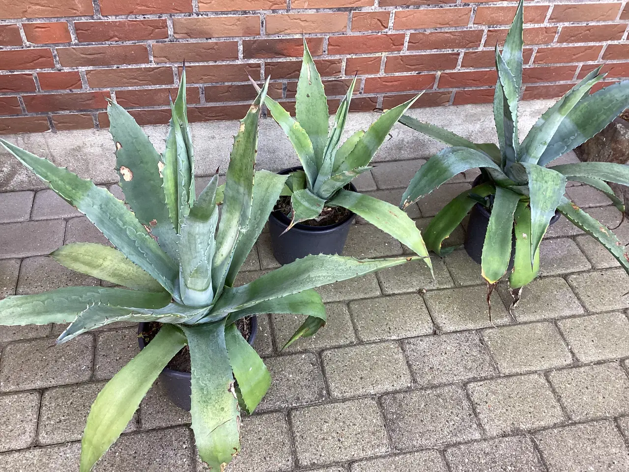Billede 4 - Store flotte Agaver størrelse fra 30 til 90 cm.
