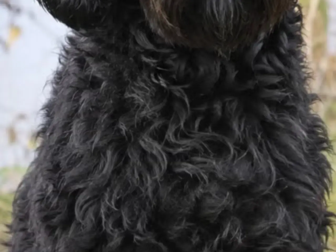 Billede 15 - Dejlige double doodle af labra og goldendoodle