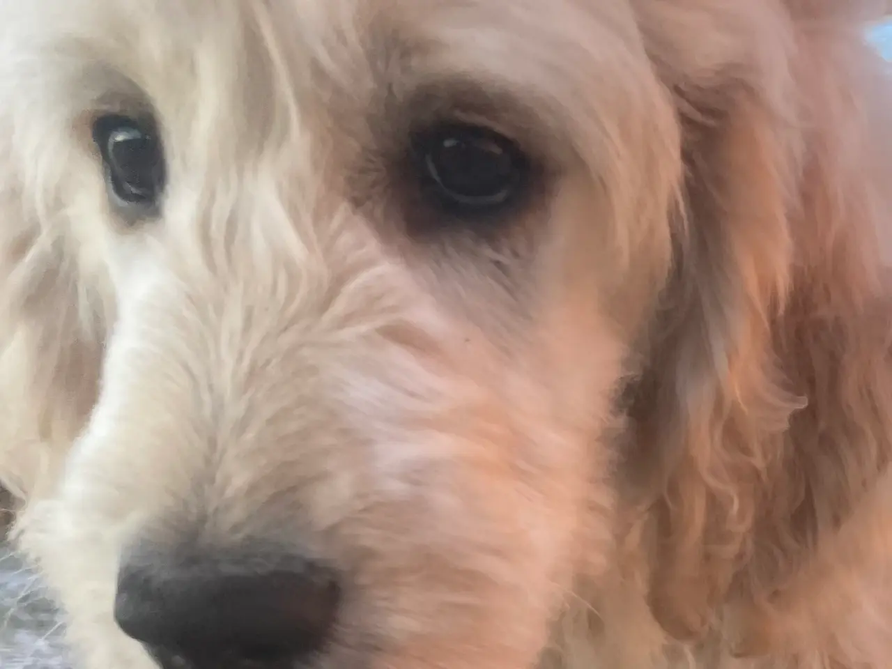 Billede 14 - Goldendoodle-HVALPE