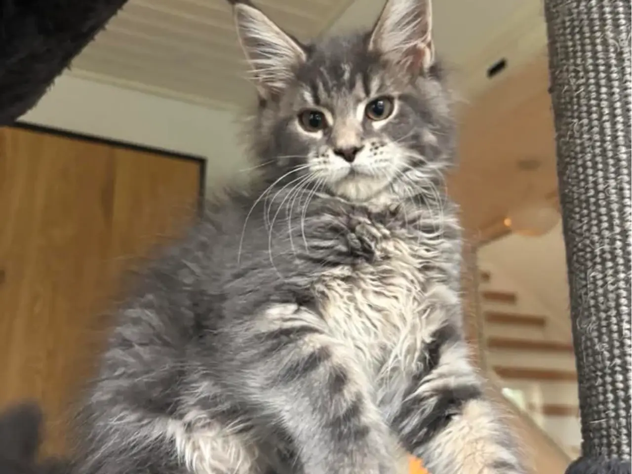 Billede 3 - 💕Maine Coon 💕