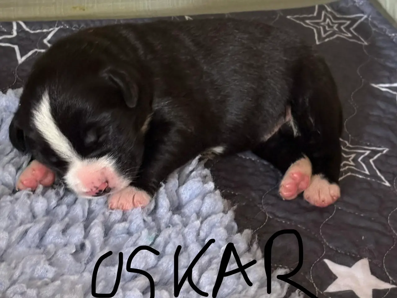 Billede 2 - Labrador/berner sennen blanding