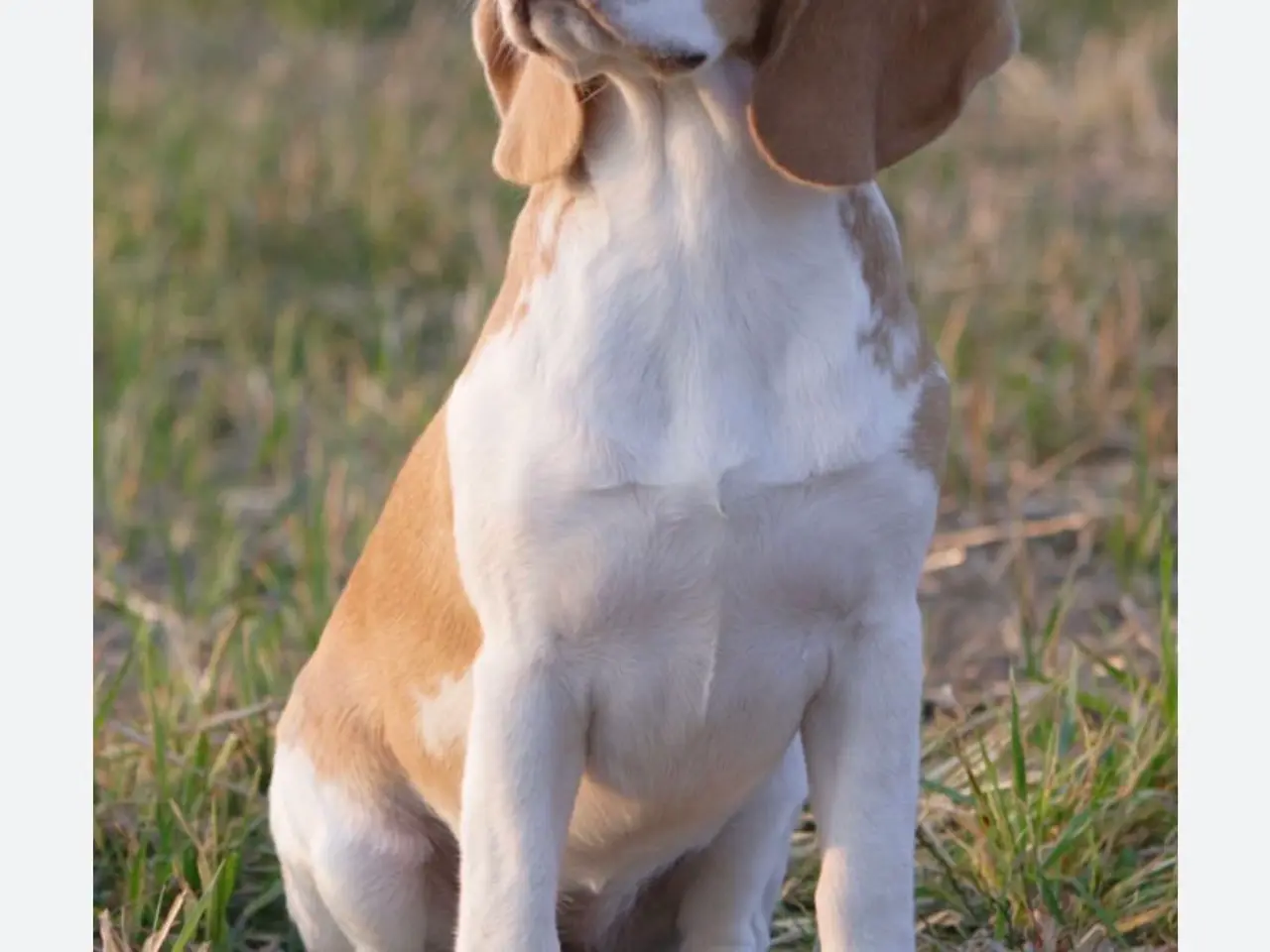 Billede 1 - Søger Beagle