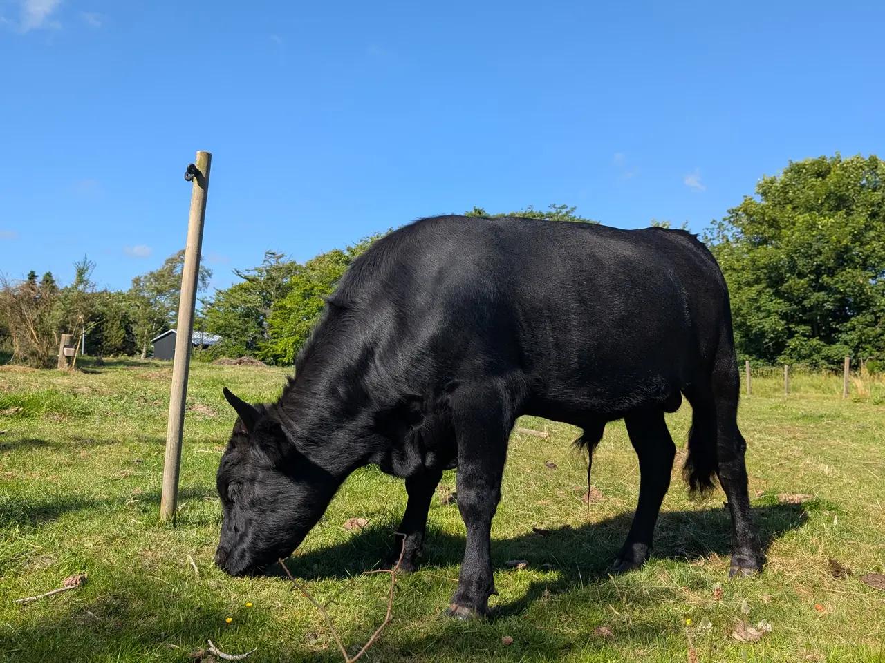 Billede 2 - Lille foldtyr udlejes, Nordjylland - 50% wagyu