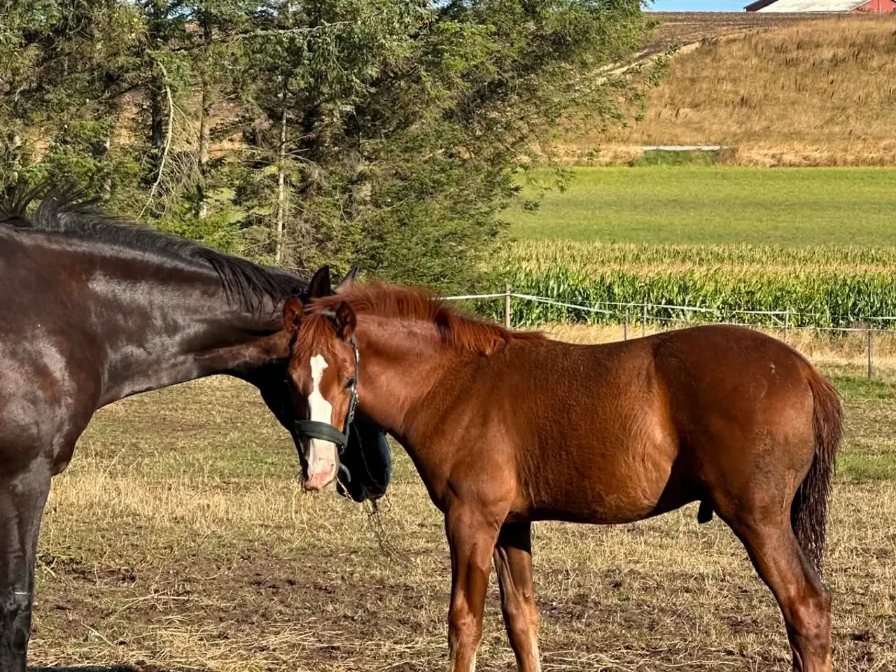 Billede 2 - Dansk varmblod hingst