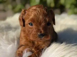 Goldendoodle F1B