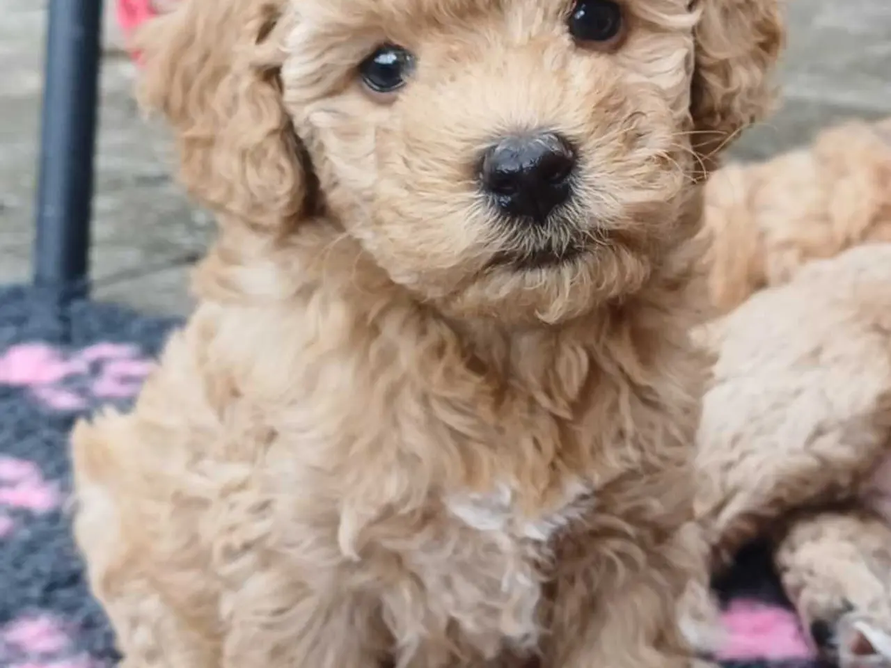 Billede 4 - Doodle / cockapoo hvalpe