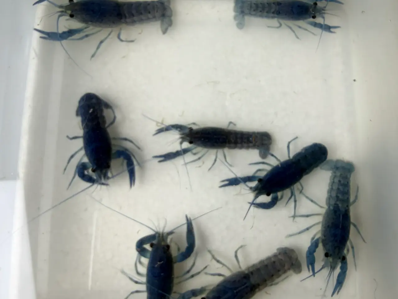 Billede 19 - đ±Wow FLOTTE BlĂ„ Florida Krebs Procambarus alleni