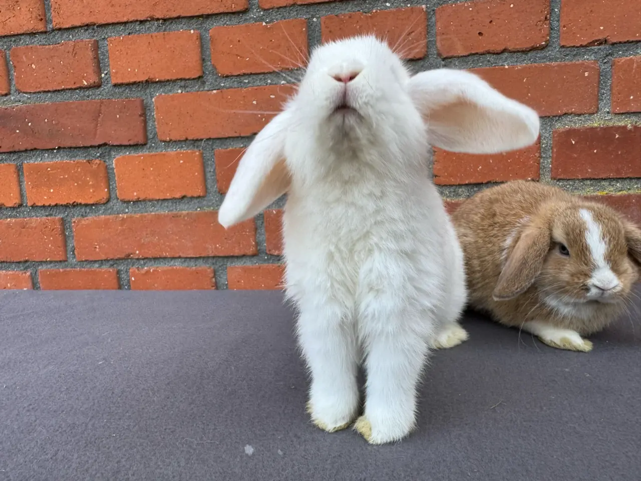 Billede 3 - Mini lop hankanin