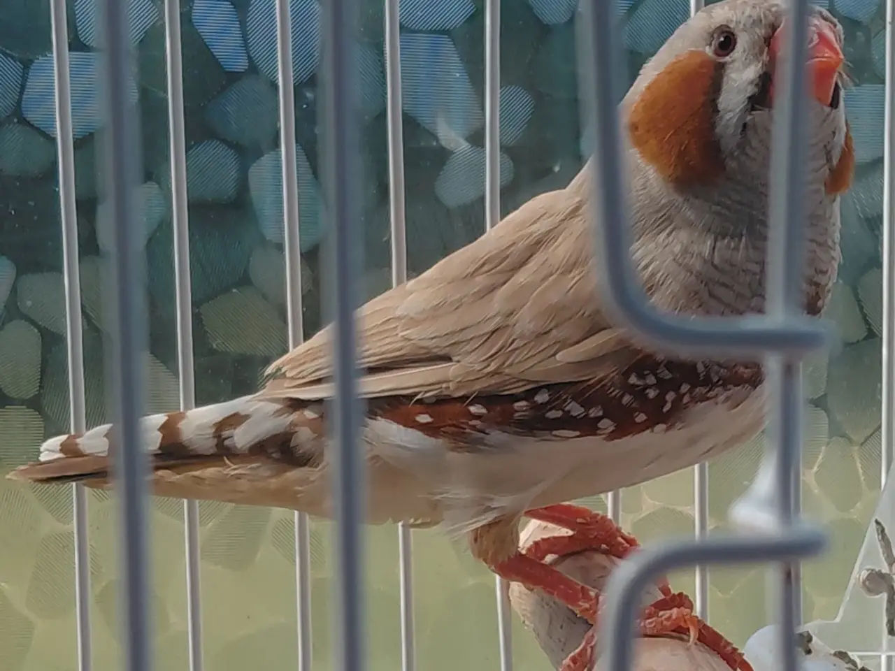 Billede 2 - Zebrafinke