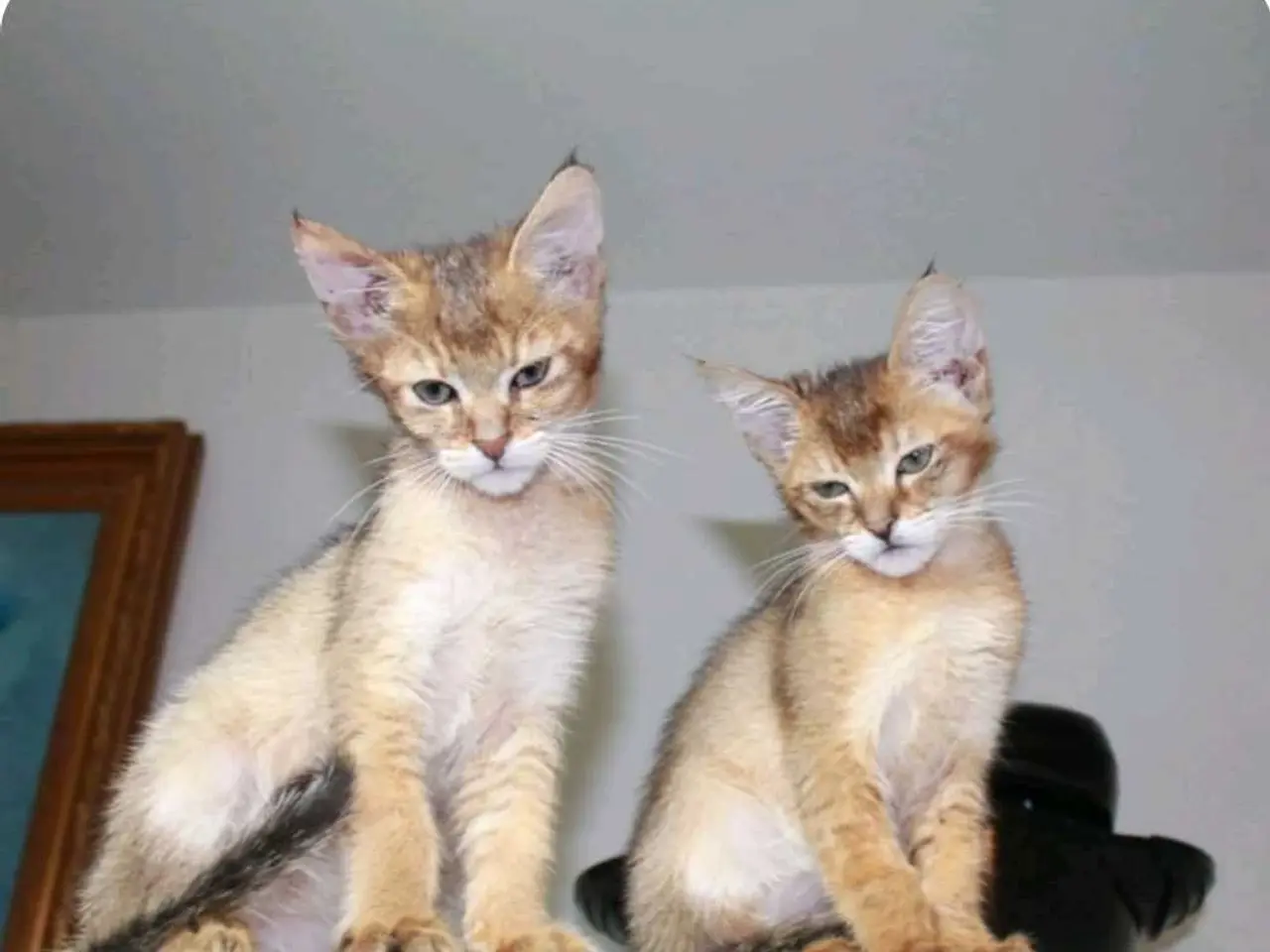 Billede 8 - Charmende Chausie-kilinger