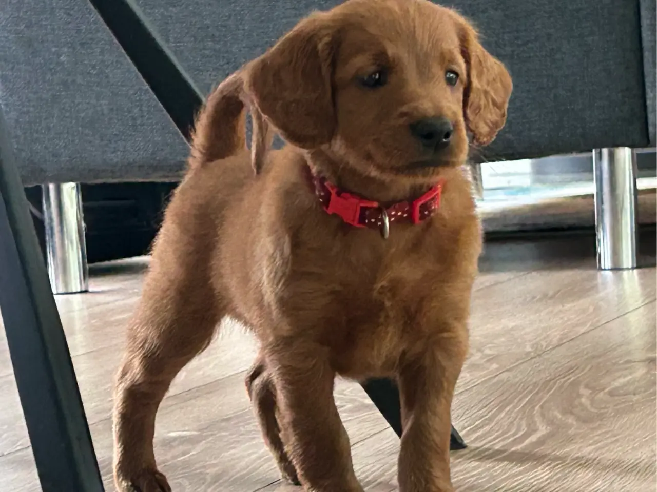 Billede 1 - Goldendoodle + Cavapoo