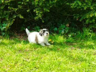 Coton de tulear hvalp pige
