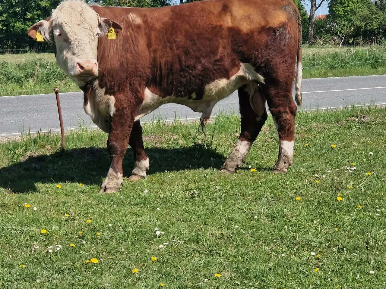 Billede 3 - udlejes løbetyre ,,!