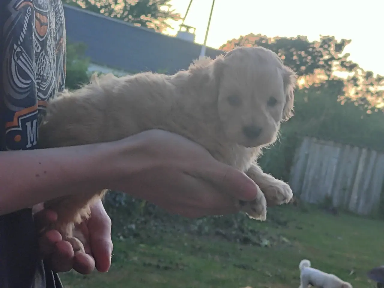 Billede 1 - F1 cavapoo hvalp