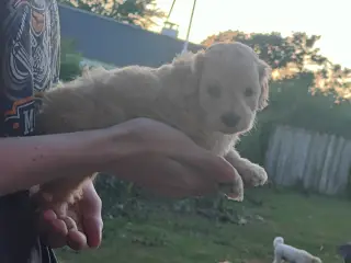 F1 cavapoo hvalp