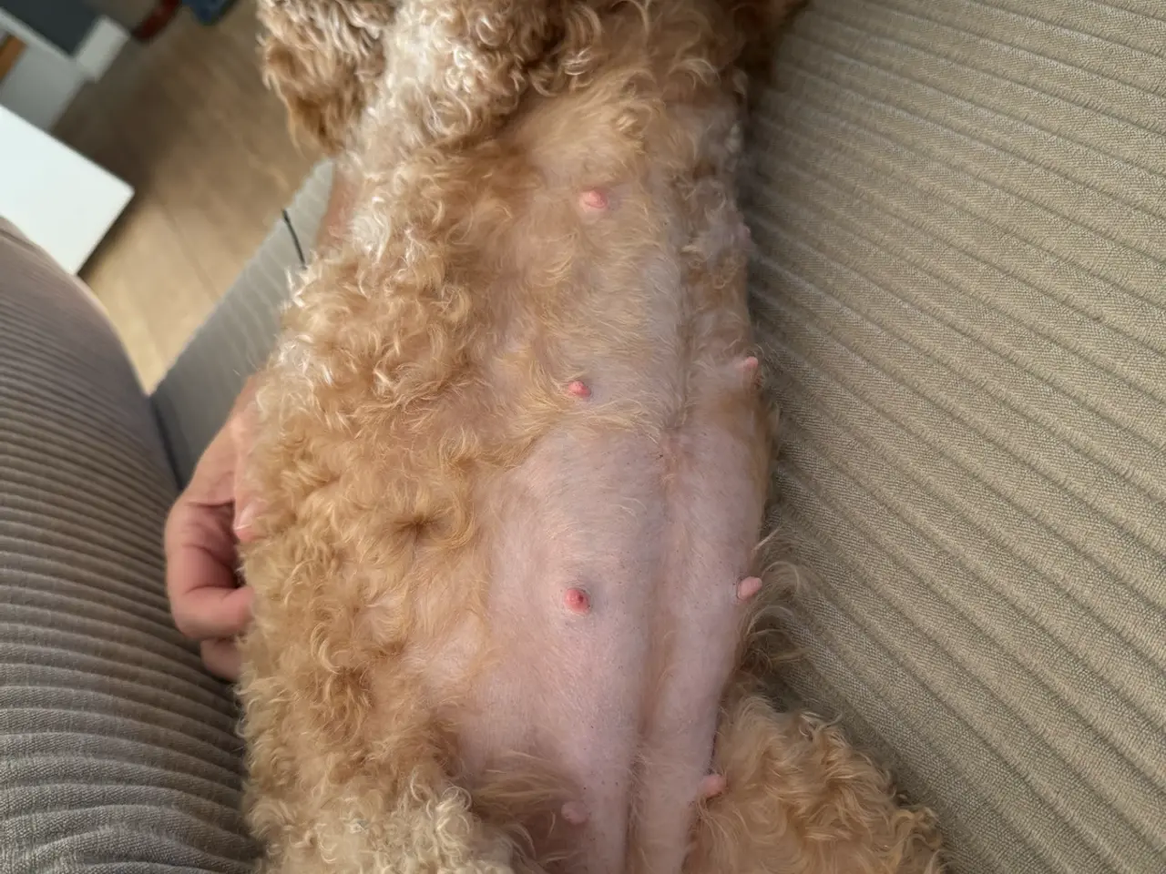 Billede 7 - Cockerpoo / Doodle hvalpe på vej i juli☀️💛