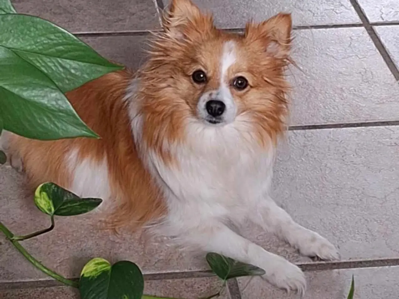 Billede 2 - Smuk hvid pomeranian pige🐾