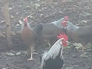 Dværghøns