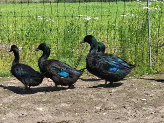 Rugeæg fra den smukke cayuga and