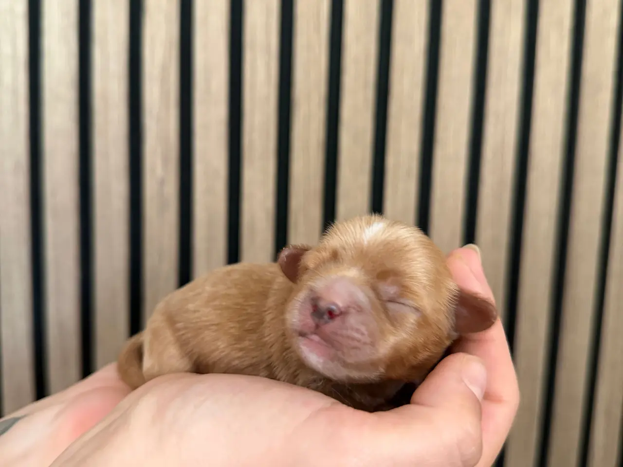 Billede 3 - HELT NYE Shih-Poo hvalpe 
